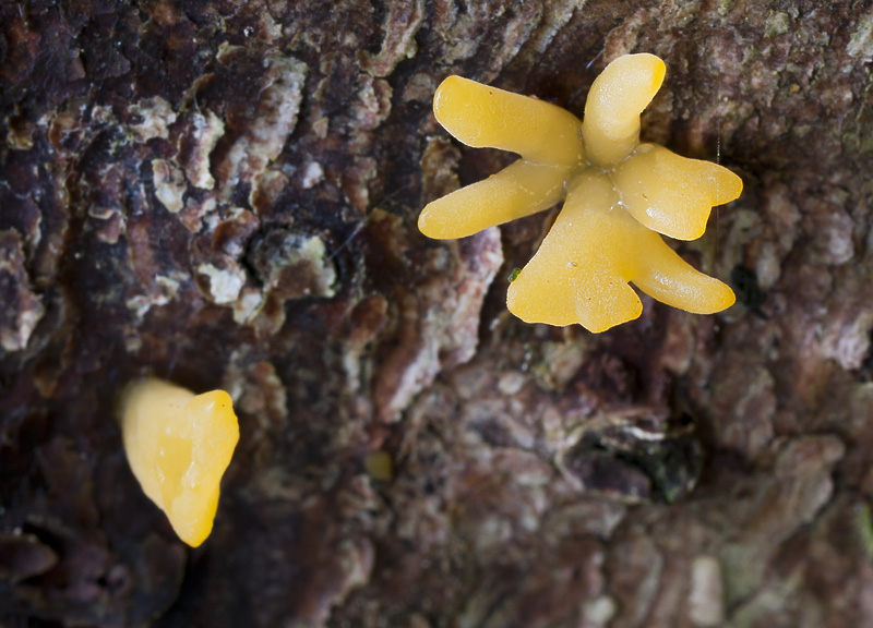 Calocera furcata